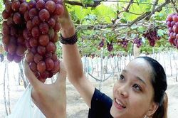 Bài toán giá trị cho OCOP Ninh Thuận