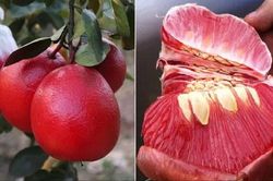 Hà Nội: 'Sốt' hàng bưởi đỏ