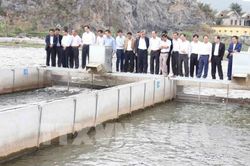 Nuôi cá 'sông trong ao' cho năng suất gấp 4-5 lần nuôi truyền thống