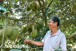Tiên phong xây dựng vùng sầu riêng VietGAP