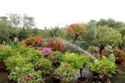 Rực rỡ loài hoa giấy ngũ sắc nhiều đại gia săn tìm chơi Tết