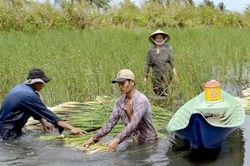Cà Mau: Huyện Cái Nước đẩy mạnh nhân rộng các mô hình sản xuất hiệu quả