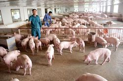 Chiến lược chăn nuôi đến năm 2030: Duy trì đàn lợn 29-30 triệu con