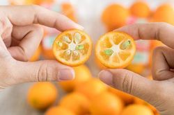 Quất Nhật Kinkan tiền triệu một cân, dân sành ăn vẫn mua về làm mứt Tết