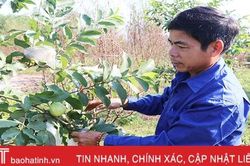 'Xiêu lòng' trước ổi Đài Loan trên đất Hà Tĩnh