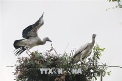 Loài Cò nhạn quý hiếm xuất hiện tại khu vực lòng chảo Mường Thanh, Điện Biên