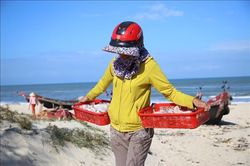 Ngư dân Quảng Trị được mùa biển