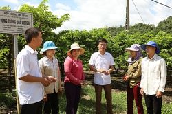 Năm năm phát triển cây ăn quả trên đất dốc ở Sơn La