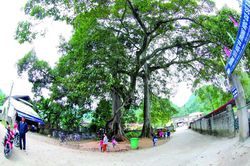 Kỳ lạ rừng nghiến Đông Đằng
