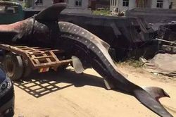 Xót xa trước cảnh cá mập voi chết thảm vì dạt vào bờ