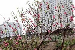 Đào Nhật Tân khoe sắc sớm đón Tết dương lịch