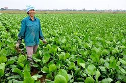 Đưa khoa học công nghệ vào cuộc sống
