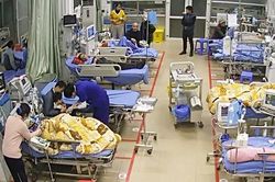 Chó lai cắn trọng thương bốn người