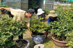 Mai vàng, hoa Tết nhộn nhịp xuống phố