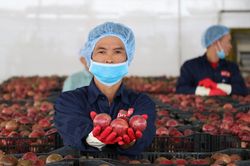 Năm 2020, xuất khẩu nông lâm thủy sản hướng đến mục tiêu 43 tỷ USD