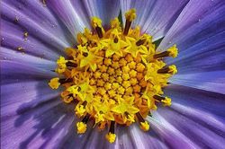 Nhận 'bão like' với ảnh chụp cận cảnh bằng camera macro trên Galaxy A51