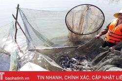 Nuôi cá nước ngọt, mỗi năm nông dân Can Lộc thu 30 tỷ đồng