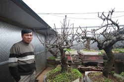 Chiêm ngưỡng vườn đào 'thất thốn' cổ thụ giá tiền tỷ độc nhất tại Hà Nội