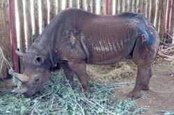 Tê giác già nhất thế giới qua đời ở tuổi 57 tại Tanzania