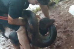 Giải cứu chó bị trăn Anaconda tấn công
