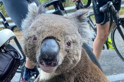 Cháy rừng tàn phá Australia, gấu túi chặn người đạp xe để xin nước