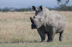 Con tê giác đen già nhất thế giới vừa qua đời ở Tanzania