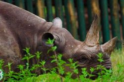 Con tê giác 'già nhất Thế giới' vừa qua đời ở Tanzania