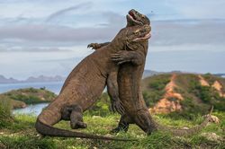 Rồng Komodo giao tranh quyết liệt giành bạn đời