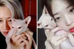 Thành viên Super Junior nhận nuôi mèo của Sulli