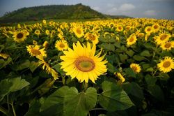 Cánh đồng hoa hướng dương Nghệ An có gì đặc biệt?