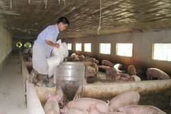 Sẽ nhập 100 nghìn tấn thịt lợn: Giải pháp tình thế cho dịp Tết