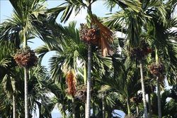 'Xứ ngàn cau' đau vì rớt giá