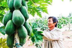 Người 'xe duyên' cho đu đủ