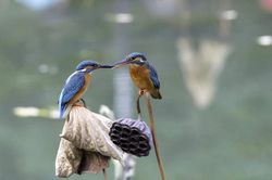 Ngưỡng mộ tình cảm mặn nồng của vợ chồng chim bói cá