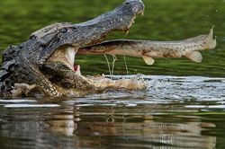 Ngoạn mục cảnh 'cá lớn nuốt cá bé' liên hoàn