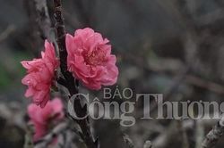 Đào tiến Vua 'đếm hoa ra tiền'