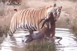 Những pha săn bắt 'nhanh như chớp', kết liễu con mồi trong tích tắc của hổ