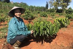 Đổi thay trên mảnh đất cà phê Di Linh
