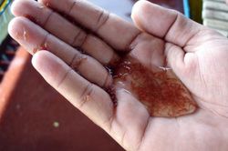 Soi con giống Mỹ 'du nhập' Việt Nam... 'vỗ béo', kiếm 50 triệu/kg