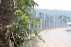Hàng hoa sữa chuyển từ Hà Nội lên bãi rác Nam Sơn giờ ra sao?