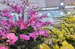 Vạn cành lan hồ điệp đồng giá 250.000 đồng, 90 triệu/bình nghìn bông chơi Tết