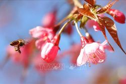 Lung linh sắc hoa Tớ Dày