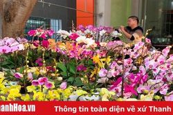 Nhộn nhịp thị trường hoa, cây cảnh dịp giáp Tết