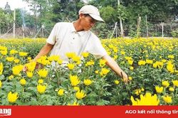 Mùa hoa Tết