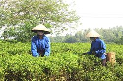 Tây Cốc mở hướng phát triển kinh tế tổng hợp