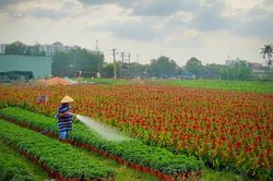Làng hoa TP Hồ Chí Minh tất bật với vụ hoa Tết Canh Tý 2020