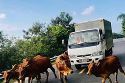 Tái diễn tình trạng bò thả rông trên quốc lộ