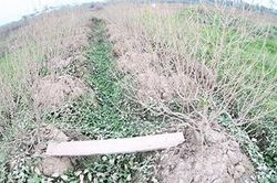 Hơn 1 nghìn gốc đào nguy cơ mất trắng trước ngày thu hoạch