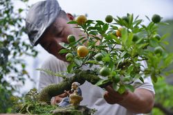 Quất thăng tiến chơi Tết giá hàng chục triệu ở Hà Nội