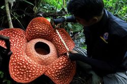 'Hoa quái vật' đơm bông giữa rừng Indonesia
